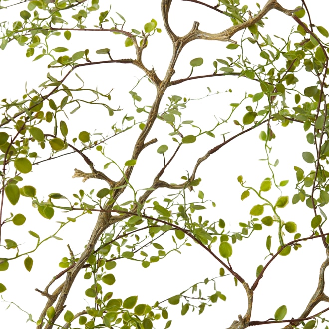 Angel Vine Plant Green - 48 x 66 x 91cm color Green