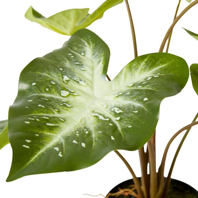 Caladium Variegated - 55 x 44 x 53cm color Variegated