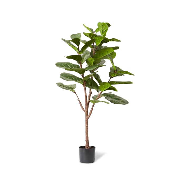 Fiddle Lush Tree - 80 x 60 x 150cm