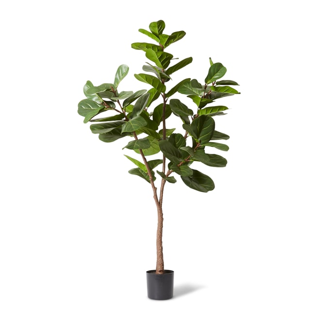 Fiddle Lush Tree - 95 x 95 x 180cm