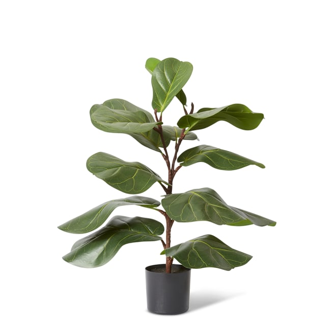 Fiddle Lush Tree - 50 x 40 x 70cm