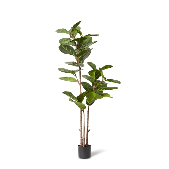 Fiddle Lush Tree - 70 x 70 x 145cm 