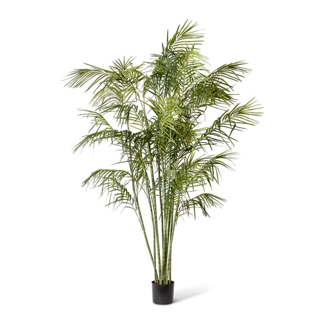 Cane Palm Green - 150 x 150 x 270cm color Green