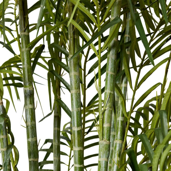Cane Palm Green - 150 x 150 x 270cm color Green