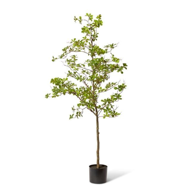 Black Olive Tree Green - 80 x 55 x 220cm color Green