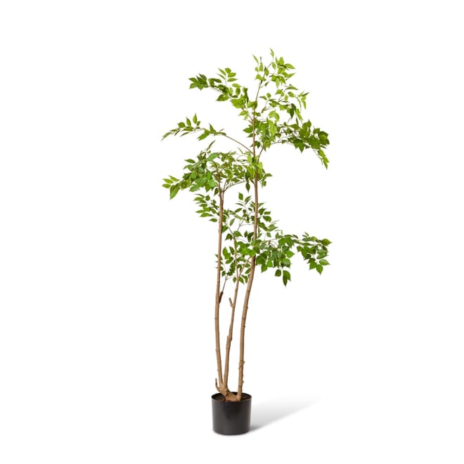 China Doll Tree Green - 27 x 27 x 205cm color Green
