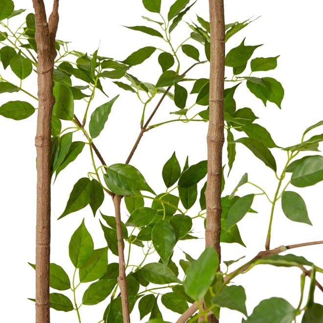 China Doll Tree Green - 27 x 27 x 205cm color Green