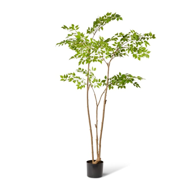 China Doll Tree Green - 34 x 34 x 235cm color Green