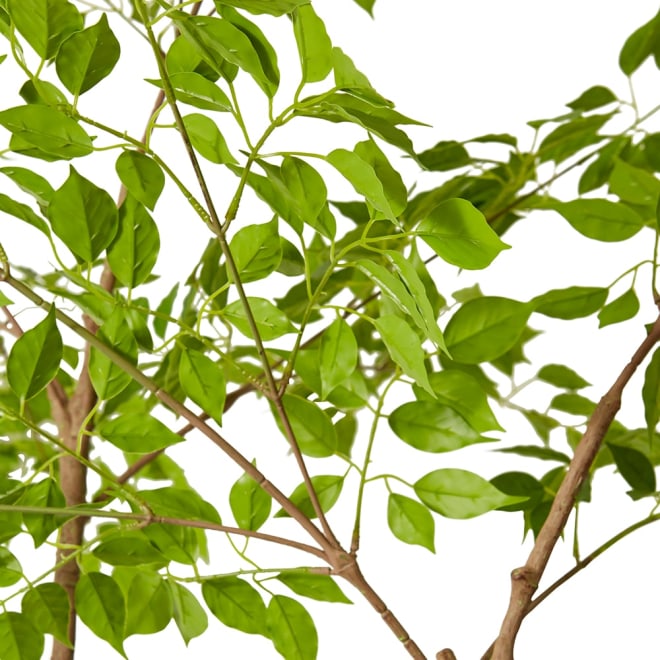 China Doll Tree Green - 34 x 34 x 235cm color Green