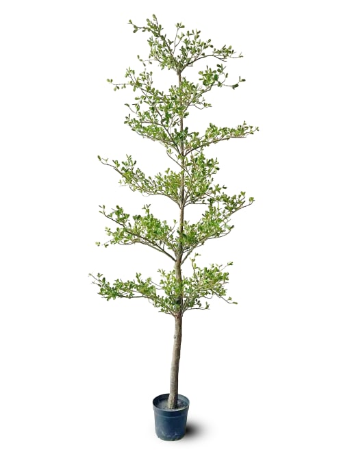 Black Olive Tree Green - 100 x 100 x 240cm color Green