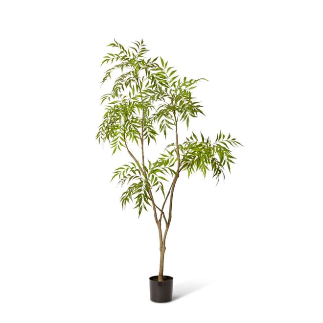 Mahonia Tree - 100 x 100 x 180cm color Green