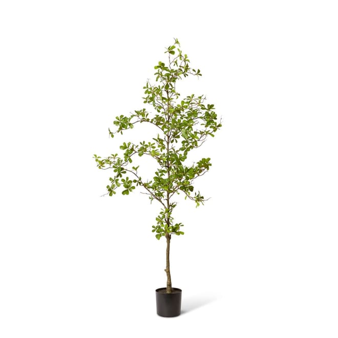 Black Olive Tree - 75 x 50 x 152cm color Green