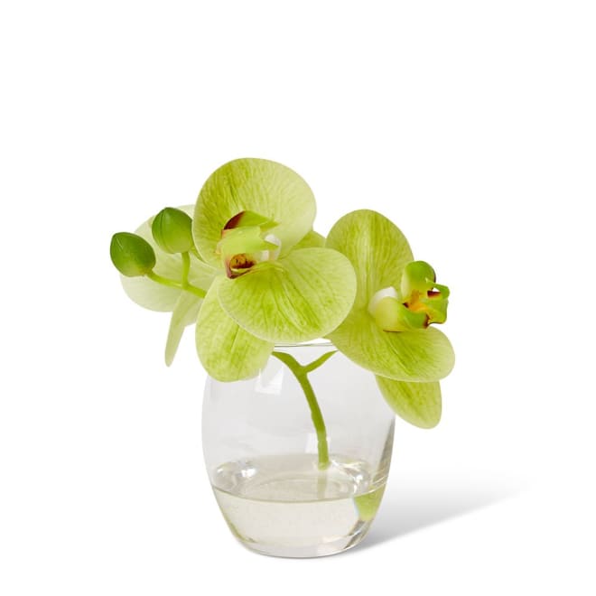 Phalaenopsis - 16 x 13 x 15cm color Green/Clear