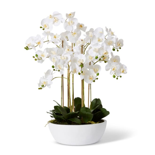Phalaenopsis Curved Bowl - 80 x 80 x 85cm