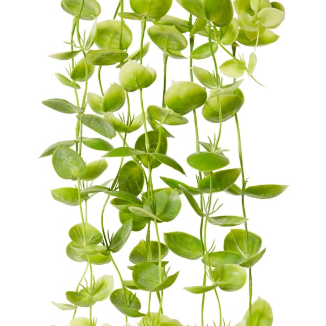 Coin Leaf Hanging Bush Potted - 30 x 30 x 90cm 