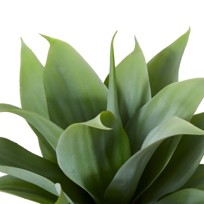 Agave Nova Plant - 34 x 34 x 38cm 