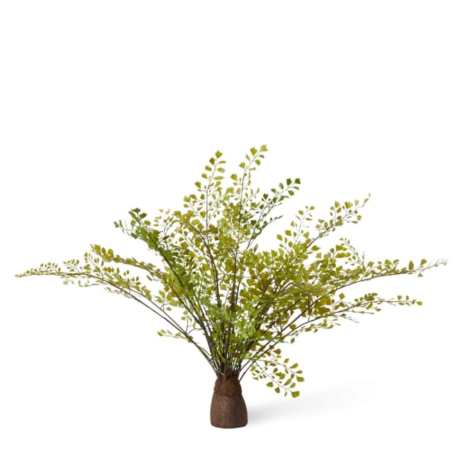 Fern Maiden Hair Stump - 56 x 56 x 36cm 