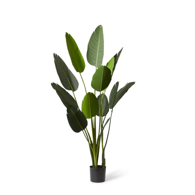 Bird of Paradise - 120 x 120 x 183cm 