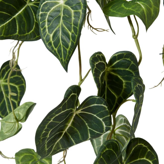 Anthurium Hanging Plant Potted - 38 x 35 x 84cm 