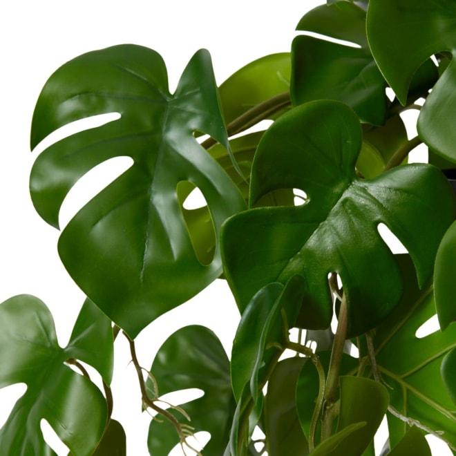 Monstera Hanging Plant Potted - 38 x 35 x 84cm 