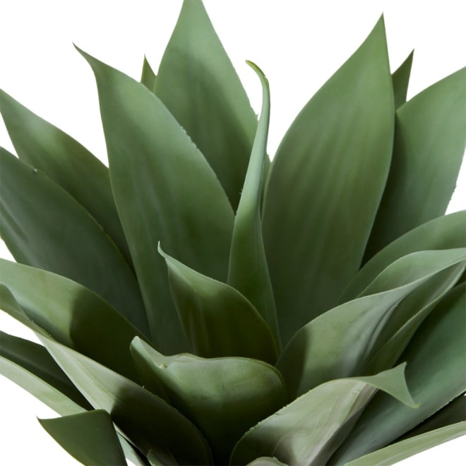 Agave - 55 x 55 x 52cm 