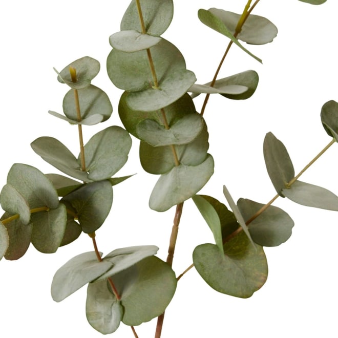 Eucalyptus Spray - 25 x 6 x 86cm color Grey/Green