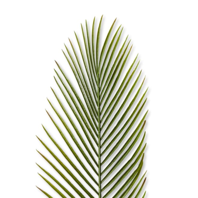 Cycad Leaf Stem - 23 x 1 x 88cm 