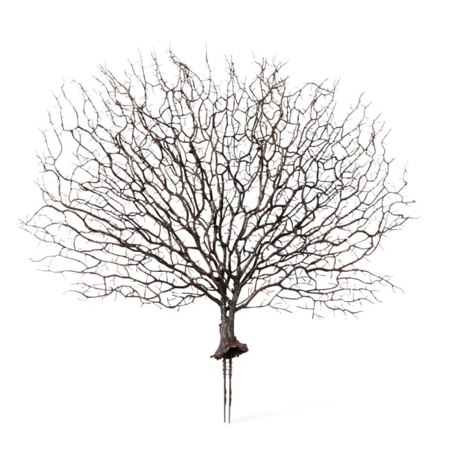 Coral Fan Sea Plant - 53 x 4 x 48cm 