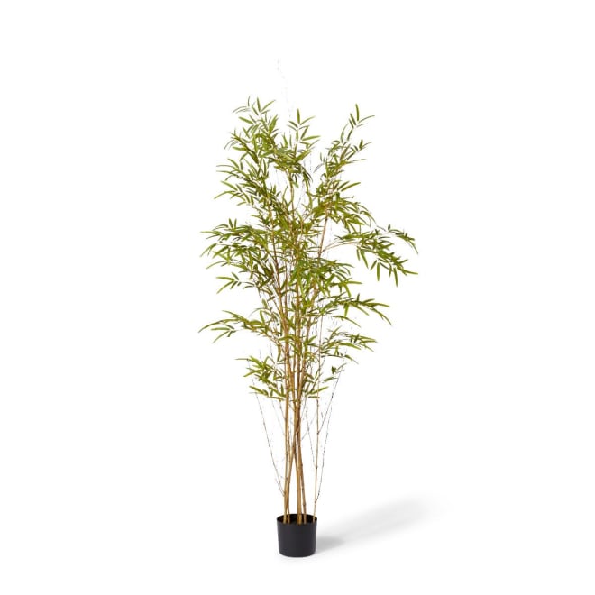 Bamboo Guadua Tree - 90 x 90 x 180cm 