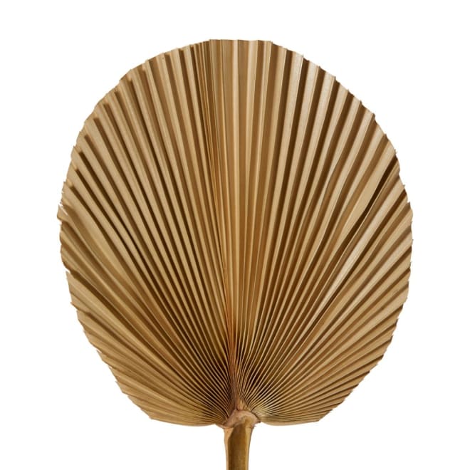 Fan Palm Mini Dried Stem - 15 x 1 x 45cm 
