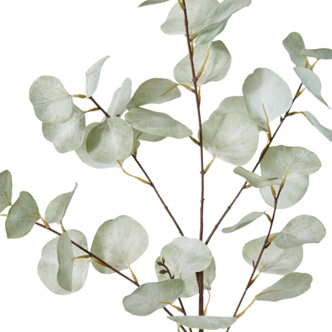 Eucalyptus Dollar Spray - 35 x 15 x 90cm 