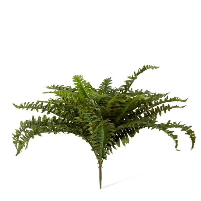 Fern Boston - 65 x 65 x 55cm