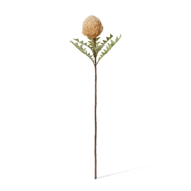 Banksia Ba x teri Stem - 20 x 11 x 69cm color Beige