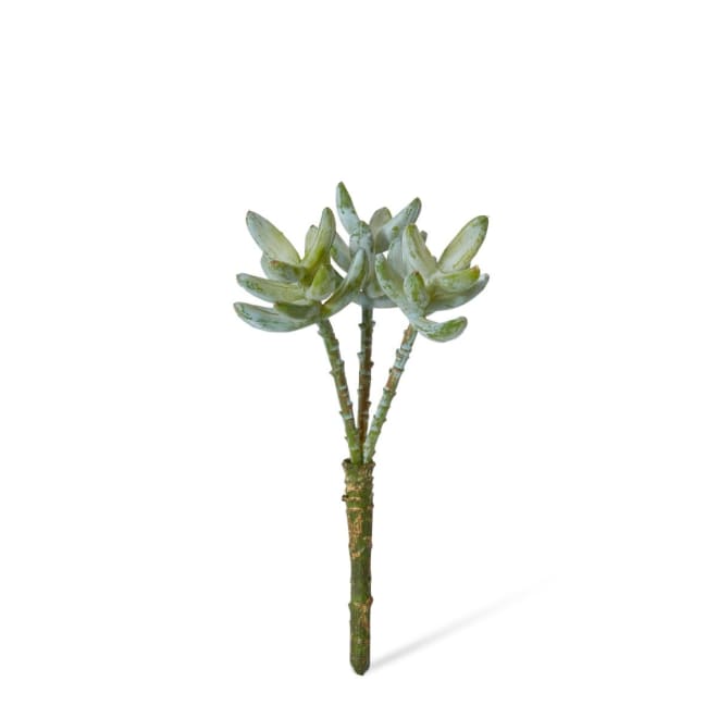 Sedum Nevii Stem - 12 x 12 x 23cm 