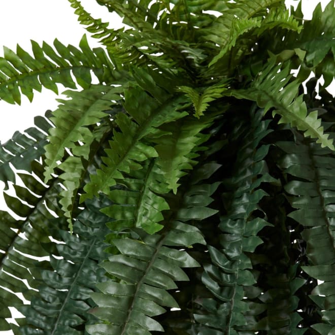 Boston Grand Fern - 80 x 65 x 120cm 