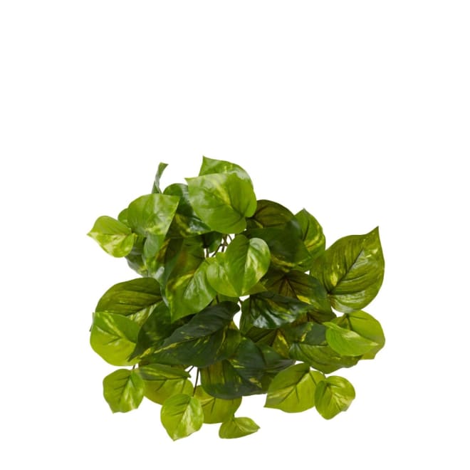 Pothos Golden Plant - 13 x 13 x 30cm