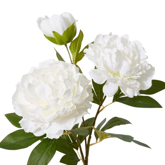 Peony Queen Spray - 30 x 20 x 76cm color White