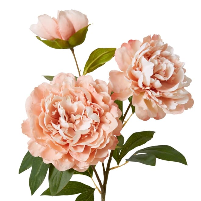 Peony Queen Spray - 30 x 20 x 76cm color Pink