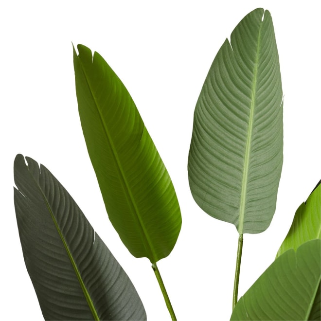 Bird of Paradise - 120 x 120 x 183cm 