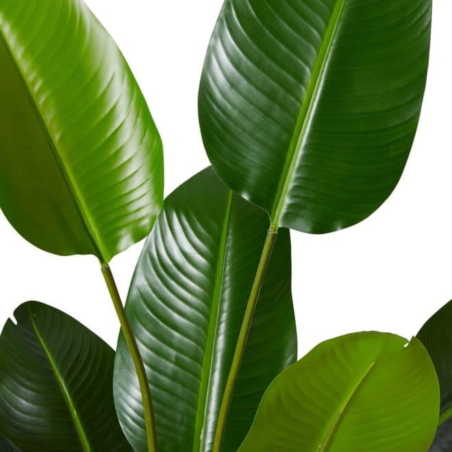 Bird of Paradise Grand - 80 x 80 x 152cm 