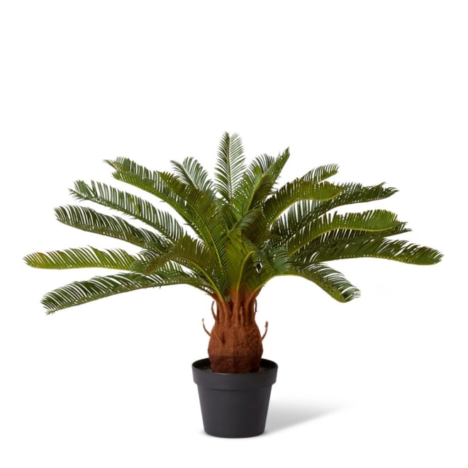 Cycas Plant Potted Green - 42 x 42 x 72cm color Green