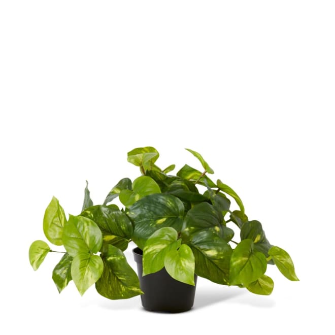 Pothos Golden Potted - 35 x 35 x 24cm 