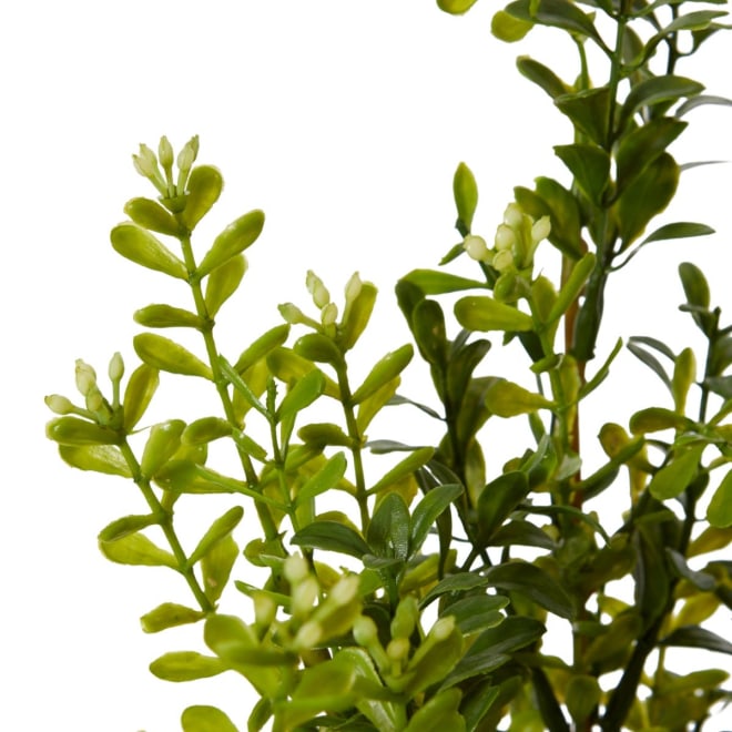 Boxwood Seeding Bush (Outdoor) - 25 x 25 x 51cm 
