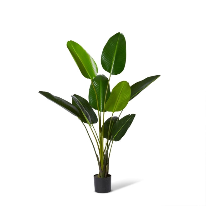 Bird of Paradise Grand - 80 x 80 x 152cm 