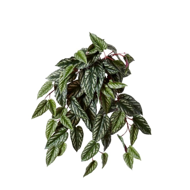 Cissus Hanging Plant - 40 x 40 x 58cm
