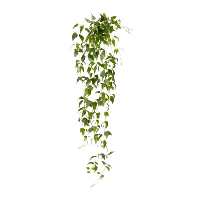 Clematis Hanging Vine - 30 x 25 x 90cm 