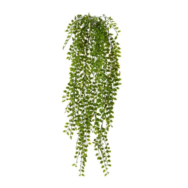 Ruscus Hanging Plant - 25 x 20 x 60cm
