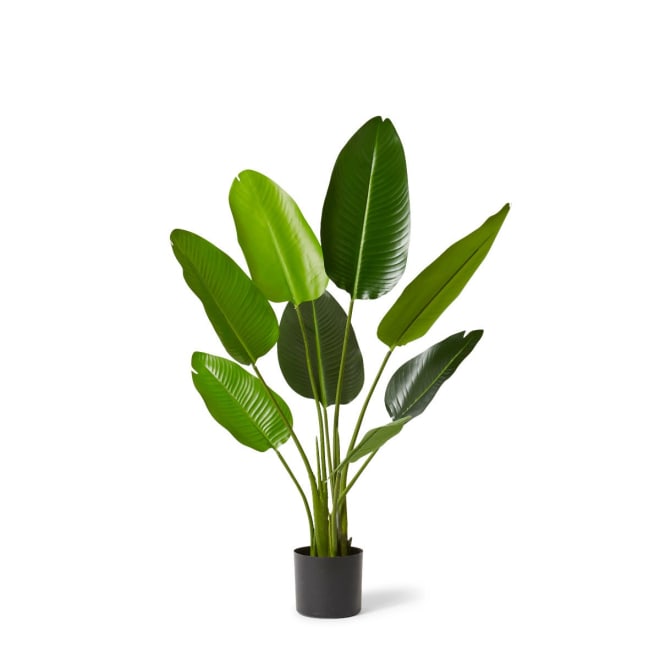 Bird of Paradise Grand - 78 x 78 x 122cm 