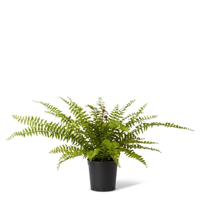 Fern Lush Boston Potted - 80 x 80 x 61cm