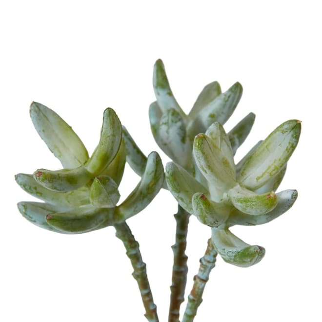 Sedum Nevii Stem - 12 x 12 x 23cm 